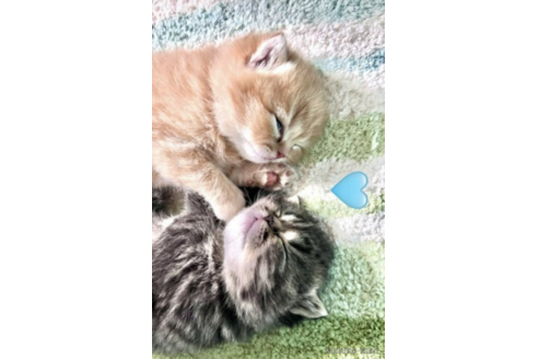 成約済の千葉県のミヌエット-54628の3枚目